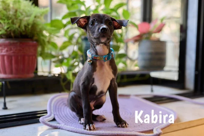 Kabira, a black puppy with a white chest and blue patterned collar, sits on a lavender mat in front of green plants.