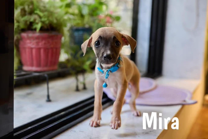 Mira, a tan puppy wearing a blue collar, stands on a lavender mat indoors beside a window.