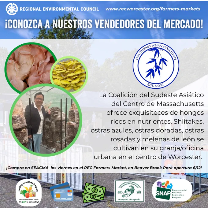 ¡Conozca a nuestros vendedores del mercado! La Coalición del Sudeste Asiático del Centro de Massachusetts ofrece exquisiteces de hongos ricos en nutrientes. Shiitakes, ostras azules, ostras doradas, ostras rosadas y melenas de león se cultivan en su granja/oficina urbana en el centro de Worcester. ¡Compra en SEACMA los viernes en el REC Farmers Market, en Beaver Brook Park apertura 6/12! Los mercados agrícolas de REC aceptan SNAP, tarjetas, efectivo, cupones para personas mayores y WIC, y HIP.