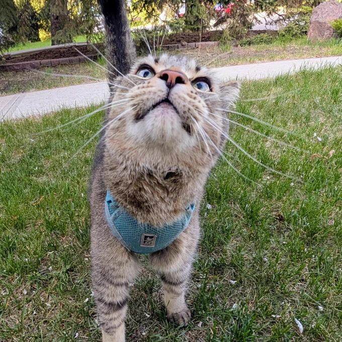 Figgy stands with his tail straight up in the air, and he is looking towards the camera with his head tilted slightly back. 