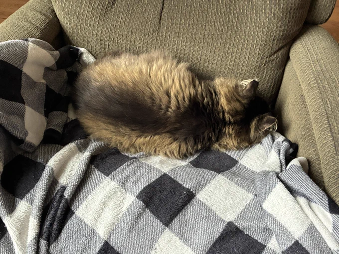 meeko the fluffy tabby is lying in his favorite green chair, atop his favorite black and white checked blanket. he faces completely into the back of the chair, so the top of his head and his back are the only parts of him that are visible. he says, “don’t talk to me, i’m sleeping.”