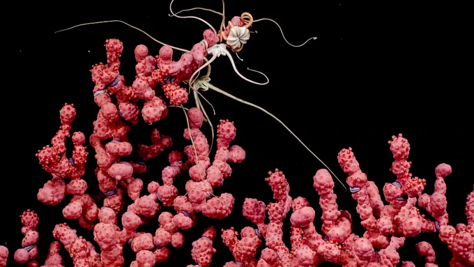 A vibrant pink bubblegum coral colony with a pale brittle star perched on its branches against the darkness of the deep-sea. 
