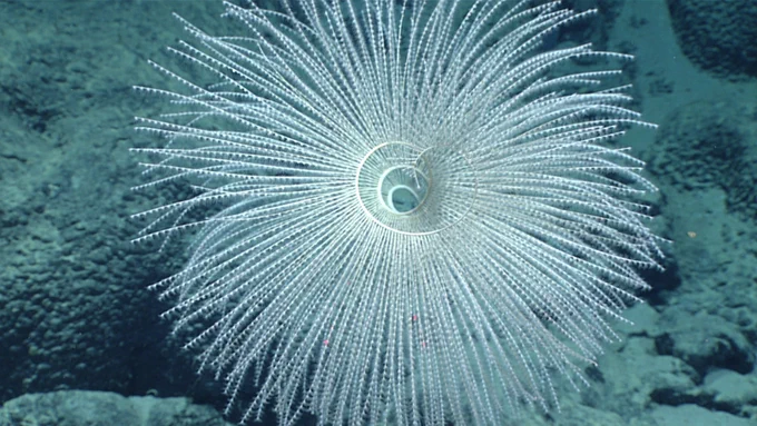 A white, tightly spiraled deep-sea octocoral extends numerous fine, feather-like branches in a large, circular pattern over a rocky seafloor.
