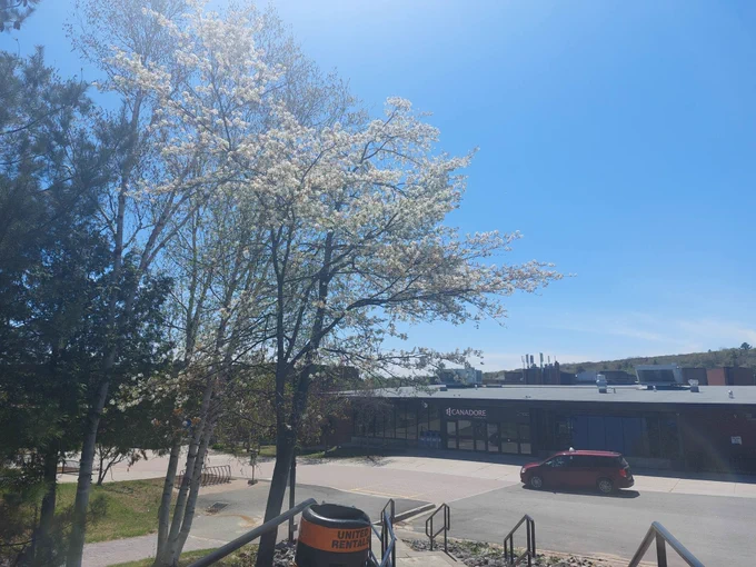 White flowering tree with the Canadore College entrance in the background
