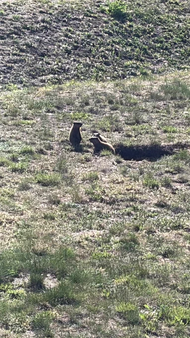 Three baby ground hogs