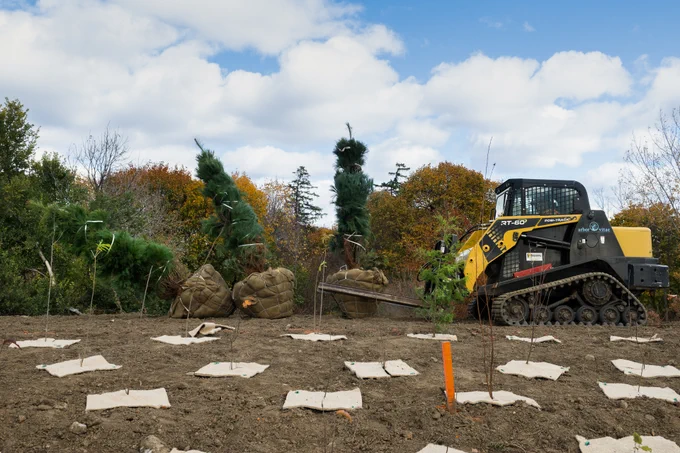 A yellow skid-steer loader is shown picking up a balled and burlapped White Pine (Pinus strobus) tree at a planting site. In the foreground, small newly planted trees and shrubs are shown with mulch mats in bare soil
