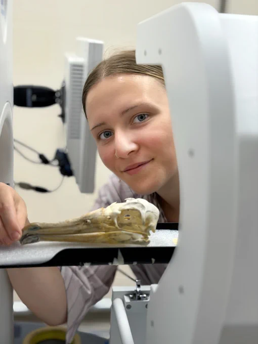 OHIO rising senior Casey Funk scanning a Laysan albatross skull on the OU microCT scanner.
