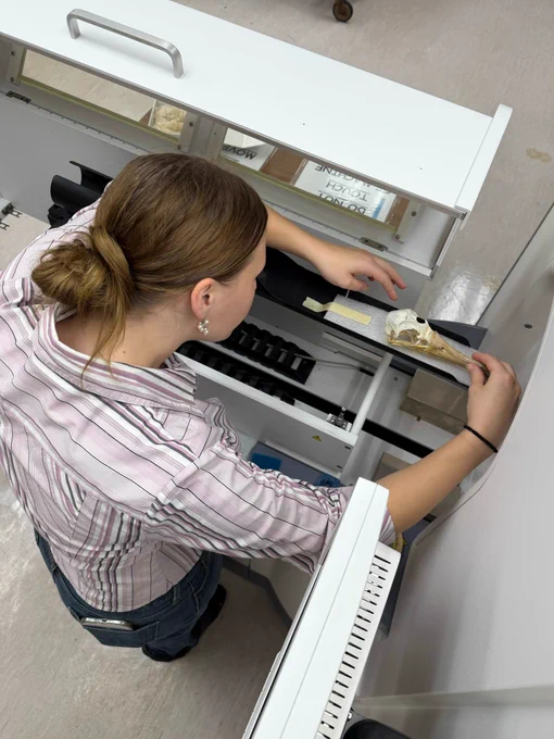 OHIO rising senior Casey Funk carefully places a Laysan albatross skull on the OU microCT scanner.
