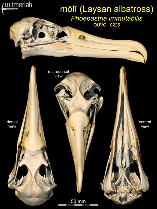 The results of the microCT scan of the Laysan albatross skull, showing volume renders of the skull in four different views.