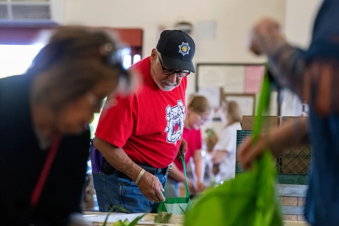 Individuals are engaged in a community food distribution event indoors. One person, wearing a cap with a badge, is seen in focus holding corn. The surrounding area is bustling with activity, tables, and green bags.