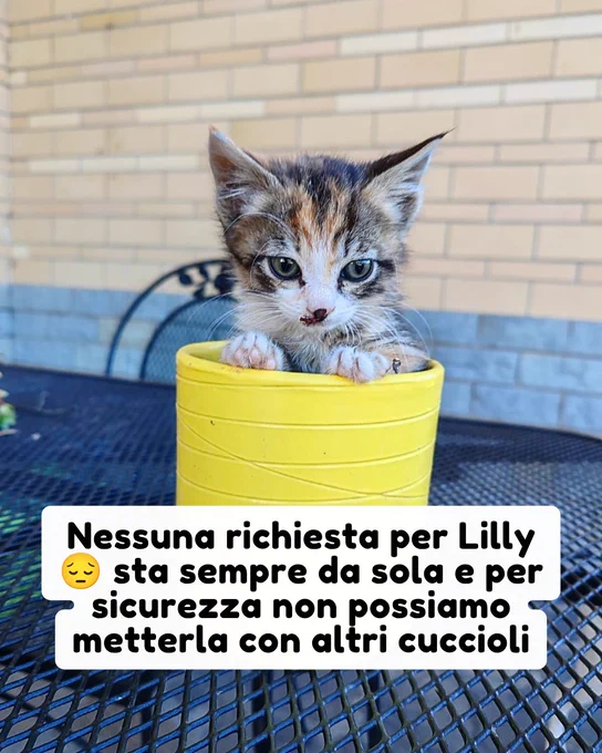 gatto gatta gatti micio micia mici gattino gattina gattini adottare adozione adotta affidamento affidare animale animali animalista animalisti felino felini volontario volontariato sfortunato bisognoso randagio randagi randagismo strada gattile rifugio