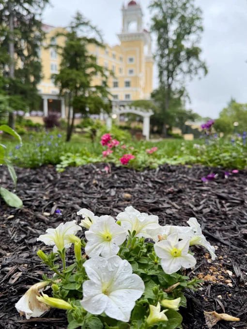 Flowerbed with white and pink flowers in the foreground, covered in raindrops. In the background, a grand West Baden Springs Hotel stands amid lush greenery. The sky is overcast.