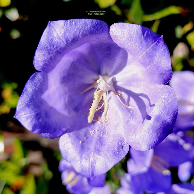 A close-up of a lilac bell flower.
© Stefanie Neumann - #KBFPhotography 