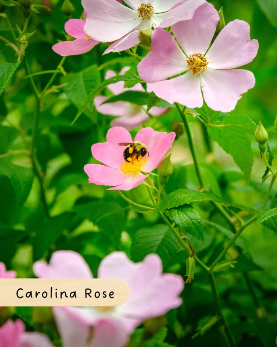 A bee is gathering nectar from a pink Carolina Rose, surrounded by lush green leaves and more pink blooms under bright sunlight.