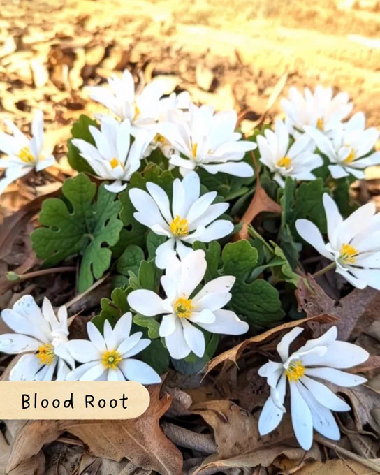 Cluster of white Bloodroot flowers with yellow centers surrounded by dry leaves on the ground.