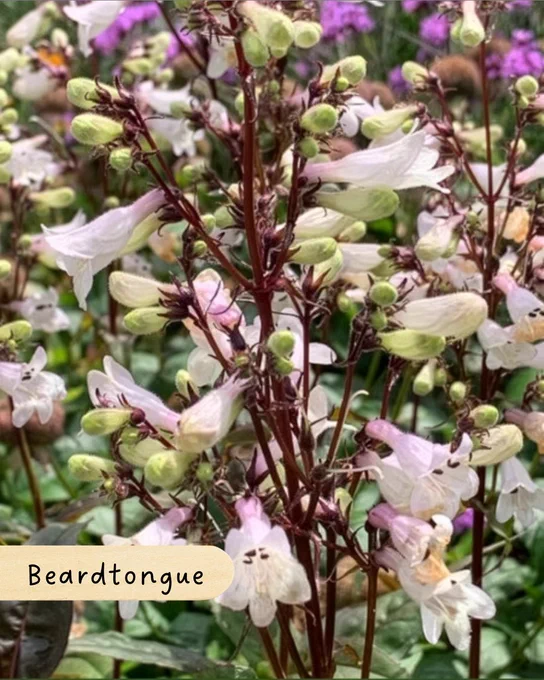 A cluster of beardtongue flowers with light purple and white petals, surrounded by lush green foliage and other purple flowers in the background. A label in the corner reads "Beardtongue."