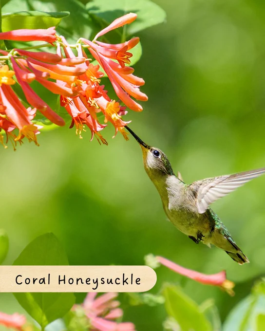 A hummingbird hovers near bright coral honeysuckle flowers, feeding on the nectar. The background is a lush green, with the text "Coral Honeysuckle" in the corner.