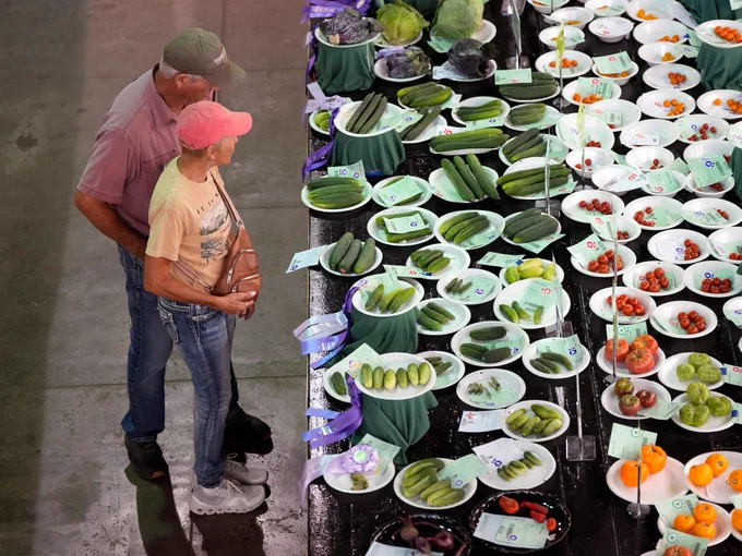 A coup looking at the vegitable entries in the Ag. Building. 