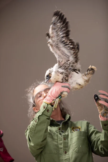 PA Game Commission handler working with a young falcon.