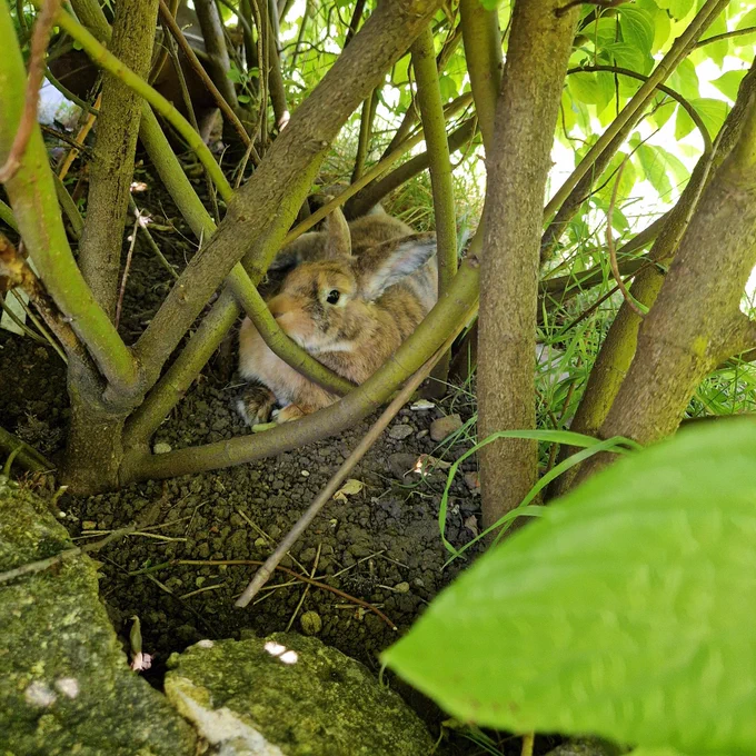 A gingery brown rabbit with black stripes is lying under a bush. She is flopped out in the heat 