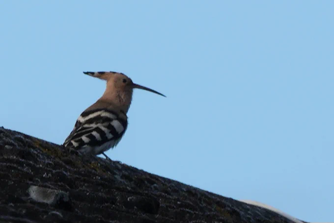 Hoopoe