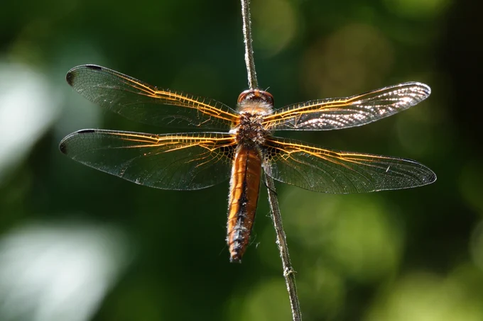 Scarce Chaser