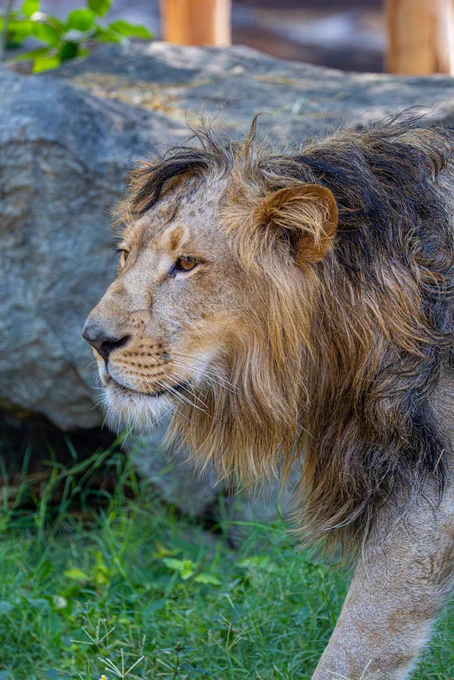 Close-up of an Asiatic lion (Panthera leo persica) in natural setting, highlighting its majestic features and natural environment.