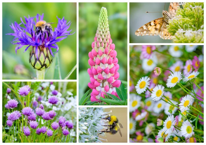 A collage of late-May garden flowers and pollinators in soft summer colours. A bumblebee rests among vivid purple cornflowers, while another feeds on pale allium blooms. A pink lupin rises in the centre, surrounded by lilac chive flowers and clusters of white and pink fleabane daisies. In the upper corner, a marbled painted lady butterfly feeds on creamy flowerheads against a blurred green background.
