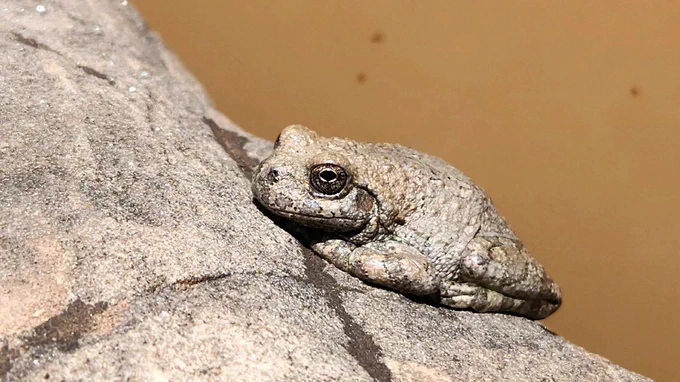 Canyon Treefrog (Hyla arenicolor) McKinley County, New Mexico 