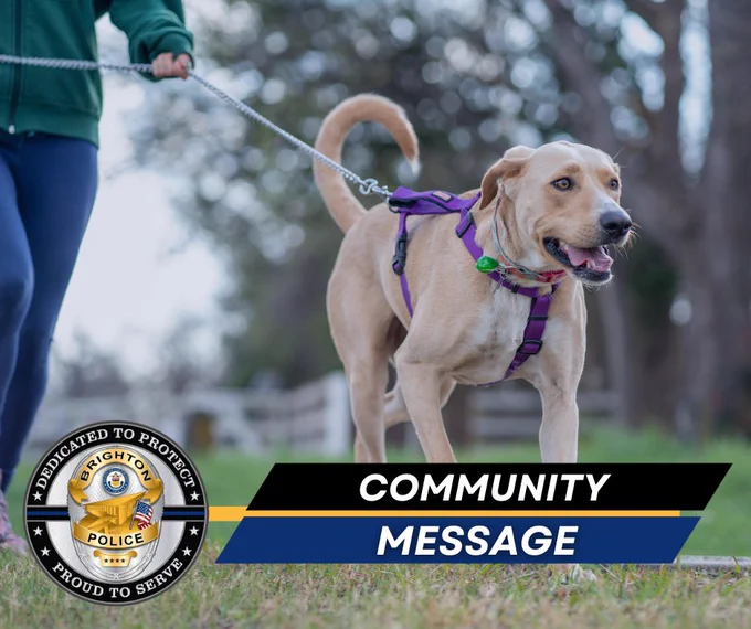 Yellow Labrador wearing a purple harness on a leash during a walk in a park setting.