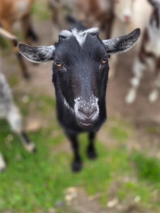 Close-up photo of a black goat named Tater Tot staring directly into the camera with the intense focus of a senior engineer reviewing a risky Friday deploy. The goat has white markings on the forehead and muzzle, ears stretched sideways, and a deeply skeptical expression. Other goats blur into the background like coworkers wisely avoiding involvement.
