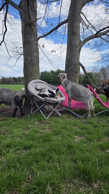 Several goats gather beneath large trees in a grassy pasture around an assortment of outdoor chairs, including a bright pink lounge chair and a cushioned papasan-style seat currently occupied by a relaxed goat. One curly-coated goat stands nearby looking deeply managerial, while another approaches from the left like it has concerns about the meeting agenda. The entire scene resembles a startup offsite organized entirely by livestock.