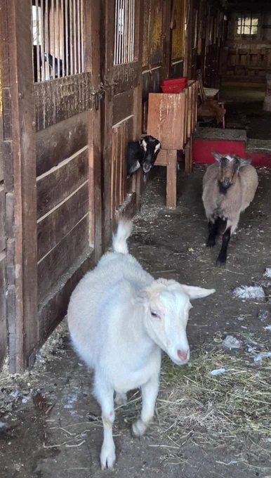 Three goats make a suspiciously coordinated exit through a dim wooden barn aisle scattered with hay and fluff. A fluffy white goat leads the escape effort in the foreground while two smaller goats follow behind, including one peeking dramatically out from a stall door like it’s checking whether management is nearby. The entire scene looks like employees attempting a stealthy early Friday departure while keeping Slack active on their phones.