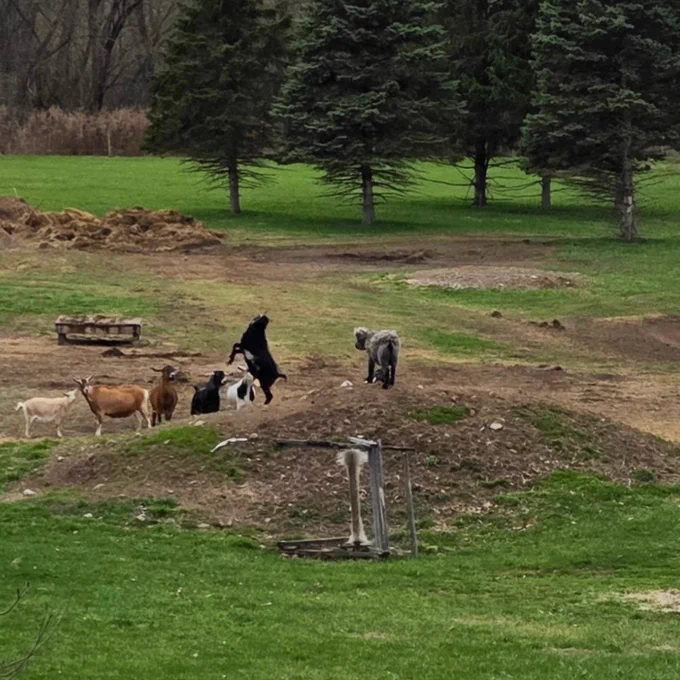A group of goats gathers in a rough pasture near dirt mounds and evergreen trees while one black goat suddenly launches upward in midair like it has received catastrophic Monday morning news. Nearby goats watch the event with varying levels of concern and emotional detachment. The entire scene resembles the first team meeting of the week going off the rails almost immediately.