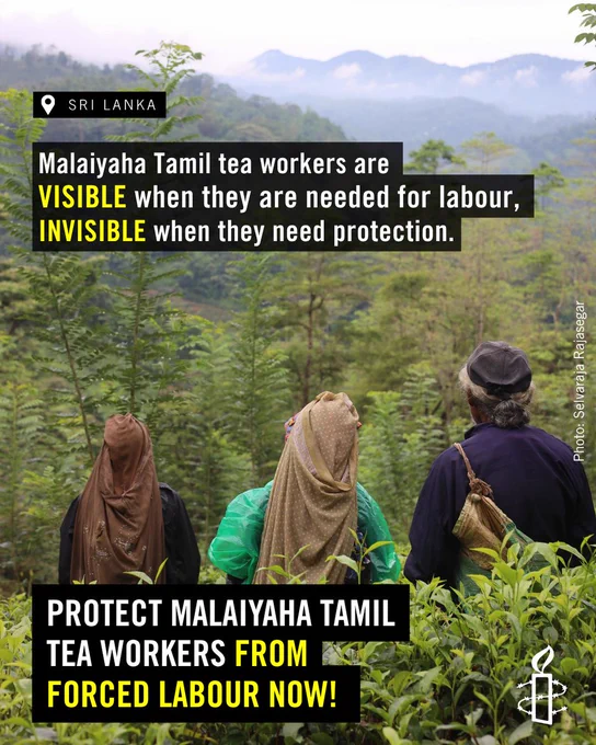 A photo of the backs of Malaiyaha Tamil workers looking out at a tea estate on the hills. Texts are overlaid that says, "Malaiyaha Tamil tea workers are VISIBLE when they are needed for labour, INVISIBLE when they need protection. Protect Malaiyaha Tamil tea workers from forced labour now!