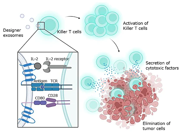 Designer exosomes that simultaneously present antigen-MHC complexes, co-stimulatory molecules (CD80), and cytokines (IL-2) act on killer T cells and activate them. The activated killer T cells secrete cytotoxic factors to eliminate tumor cells.
Provided by Kanazawa University