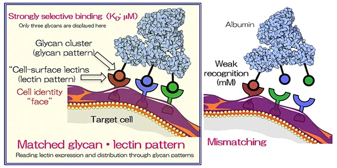 An overview of the glycan-lectin pattern recognition platform.
Provided by RIKEN