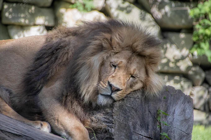 lion, sleeping, resting, king, mane, feline, wild cat, wild, animal, mammal, wild animal, wilderness, wildlife, wildlife photography, animal world