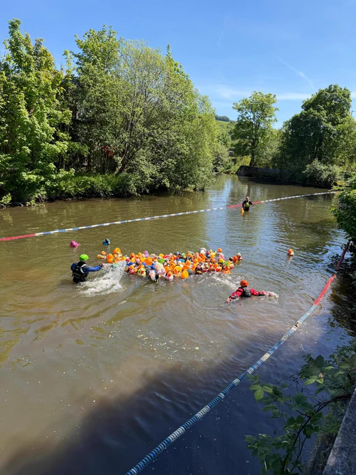 Large number of rubber ducks in river, with people wading beside as they race.  Green trees are alongside and it is a sunny day.