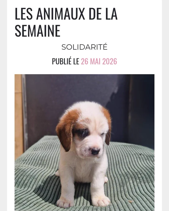 [ 😻 ILS CHERCHENT UNE FAMILLE 🐶 ]

Coup de projecteur de notre partenaire le Petit Journal sur Beethoven côté chiens et Andy et Alba côté chats. Toutes les infos ⤵️
https://www.lepetitjournal.net/31-haute-garonne/e31t-toulousain/2026/05/26/les-animaux-de-la-semaine/