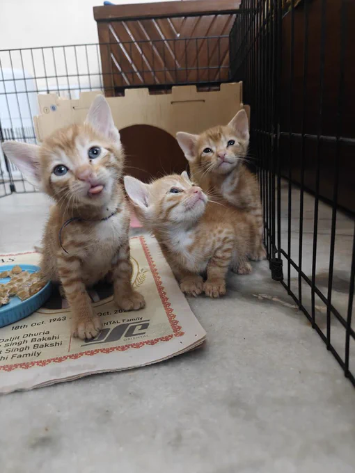 Three small ginger tabby kittens sitting together indoors, one with its tongue out, beside a food bowl and a wire enclosure.