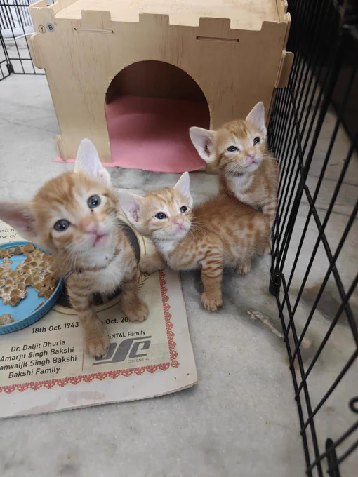 Delhi kitten adoption appeal