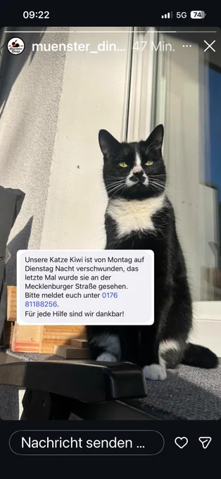Suchaufruf aus Instagram/ schwarz-weiße Katze vermisst