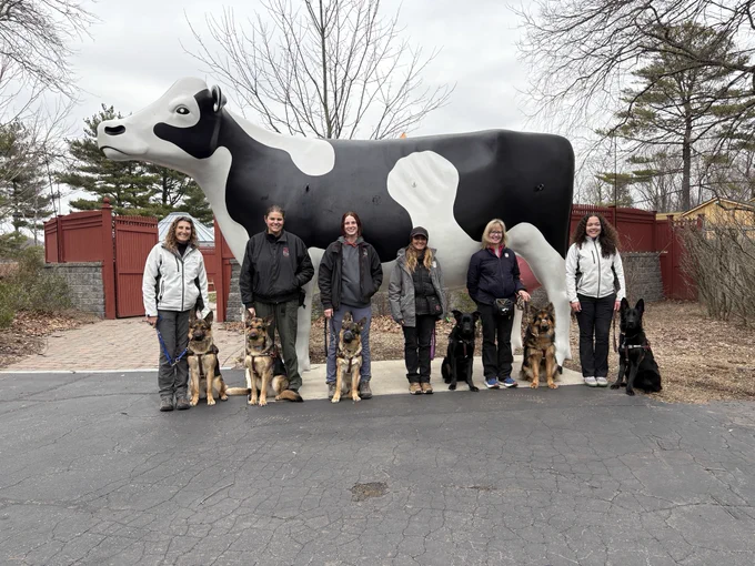 6 trainers standing with their dogs in harness smiling at camera in front of cow statue.