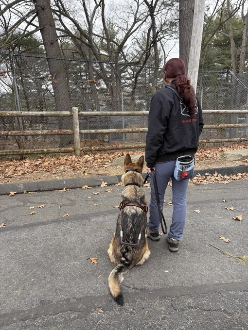Apprentice trainer Saige with sable GSD “Yoko” in harness, observing the wolf exhibit.