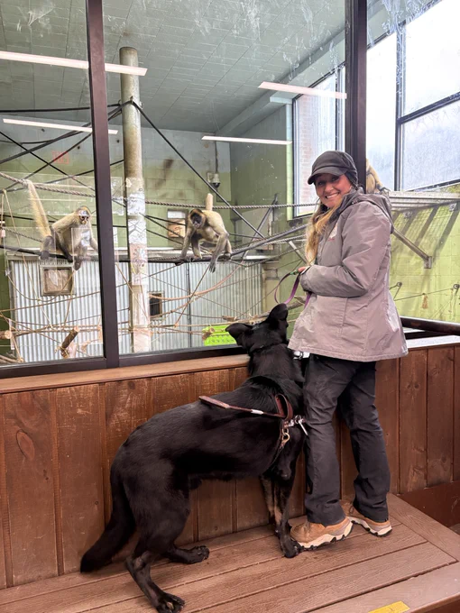 Apprentice trainer Amanda with black GSD “Wall-E” observing the spider monkeys through the glass exhibit.