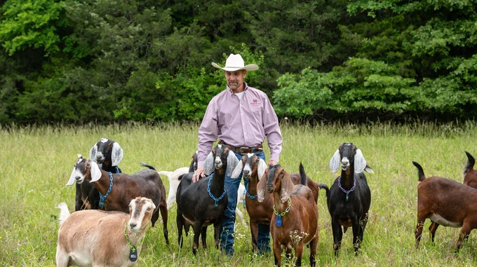 Person standing in a grassy field surrounded by a group of goats with various coat colors and patterns.