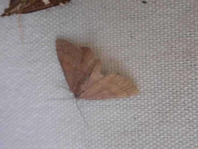 Tawny wave