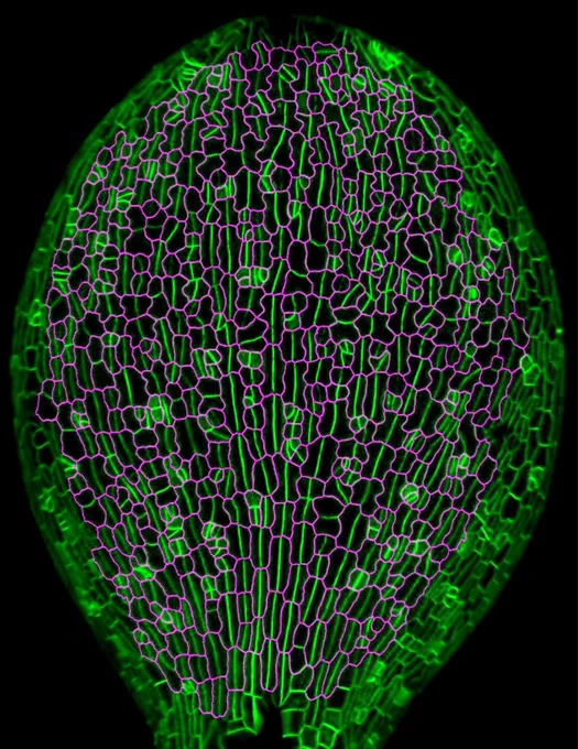 Confocal microscopy image of adaxial side of PM-YFP cotyledon showing new stomatal divisions. Newly formed stomata are highlighted in magenta at 2 days after germination. Imaging by Leo Serra.