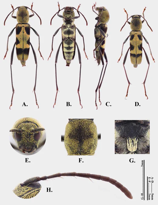 Perissus jianfenglingensis